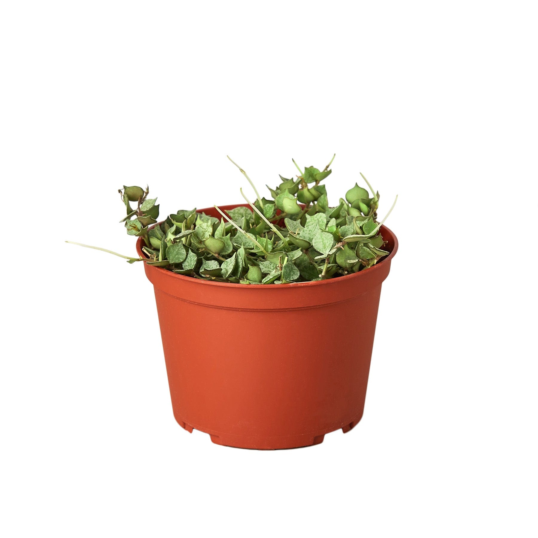 A potted plant with green leaves on a white background from the best plant nursery near me.