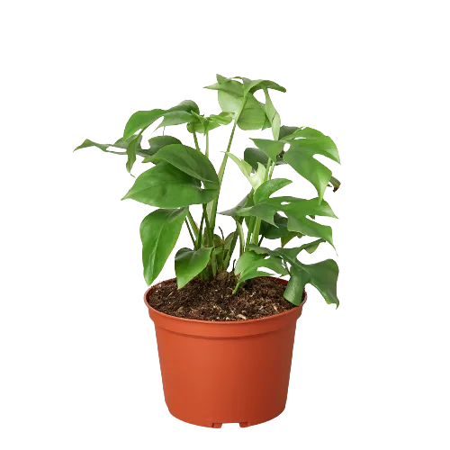 A plant in a pot on a black background at a garden center near me.