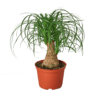 A small plant in a red pot on a garden center table.