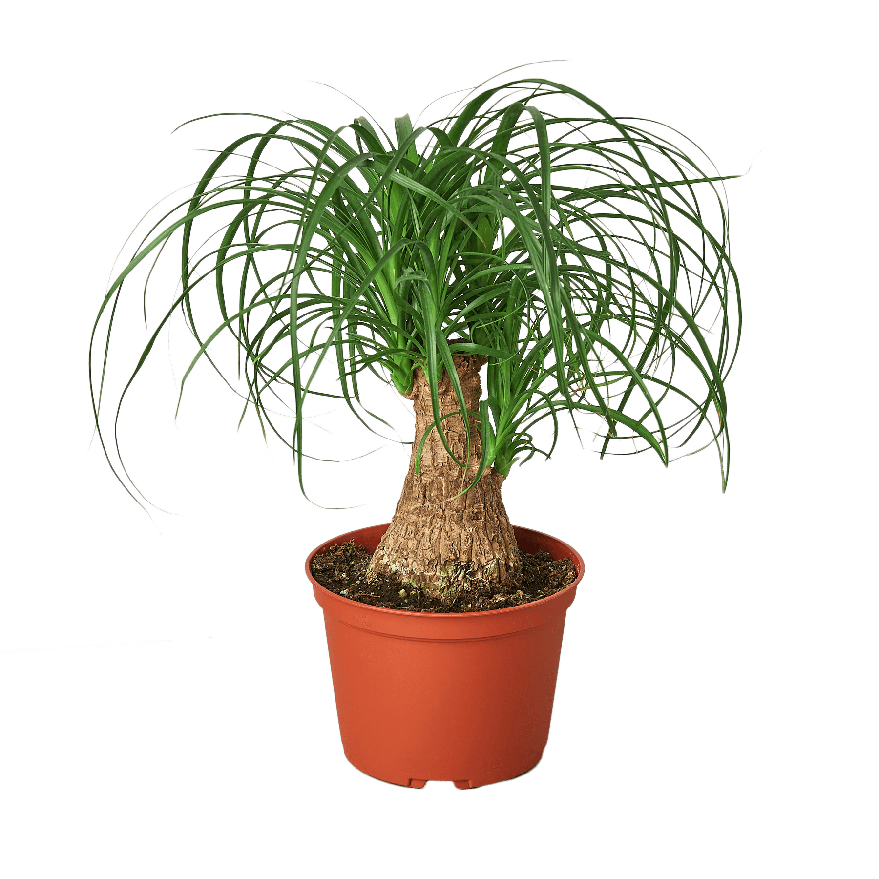 A small plant in a red pot on a garden center table.