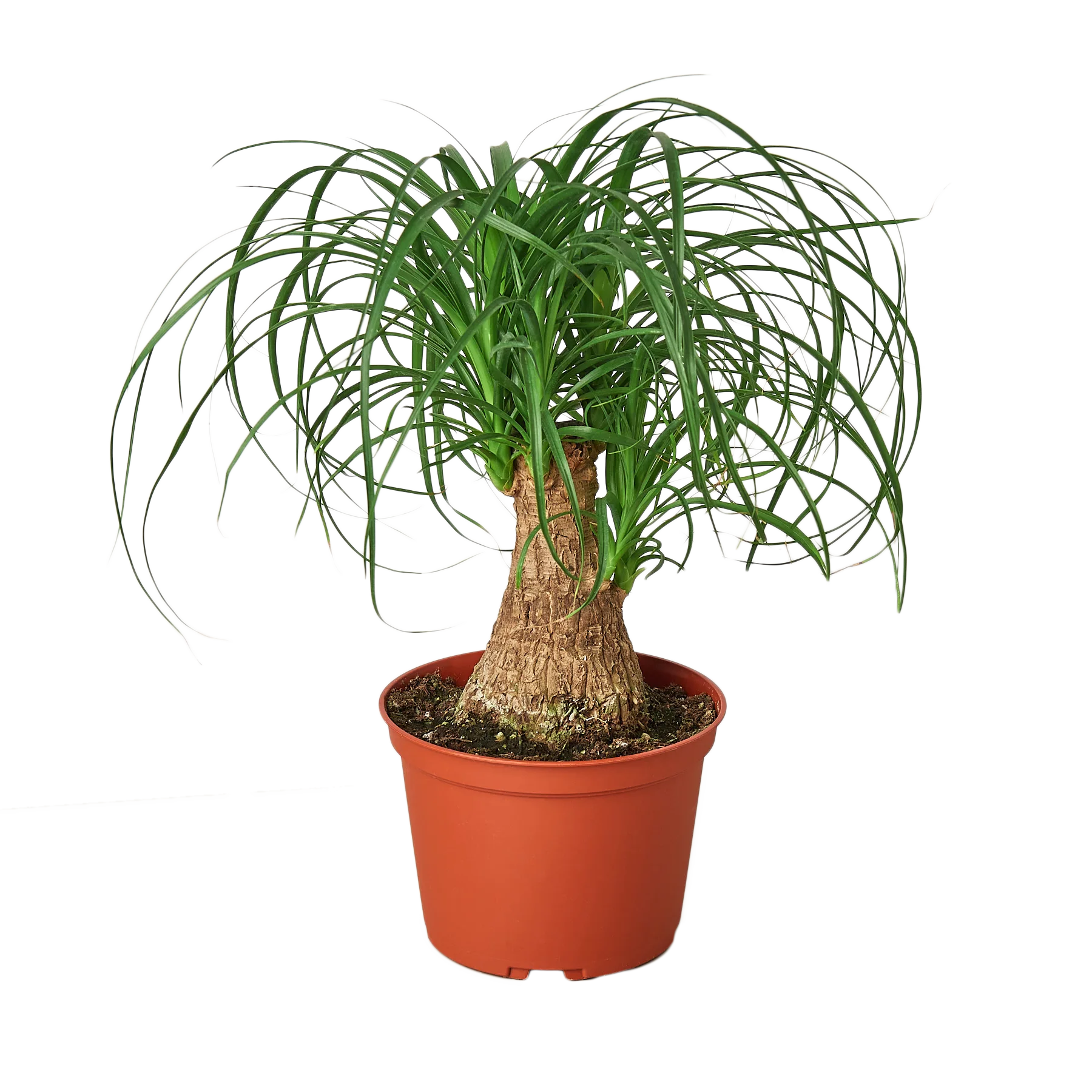 A small plant in a red pot on a garden center table.