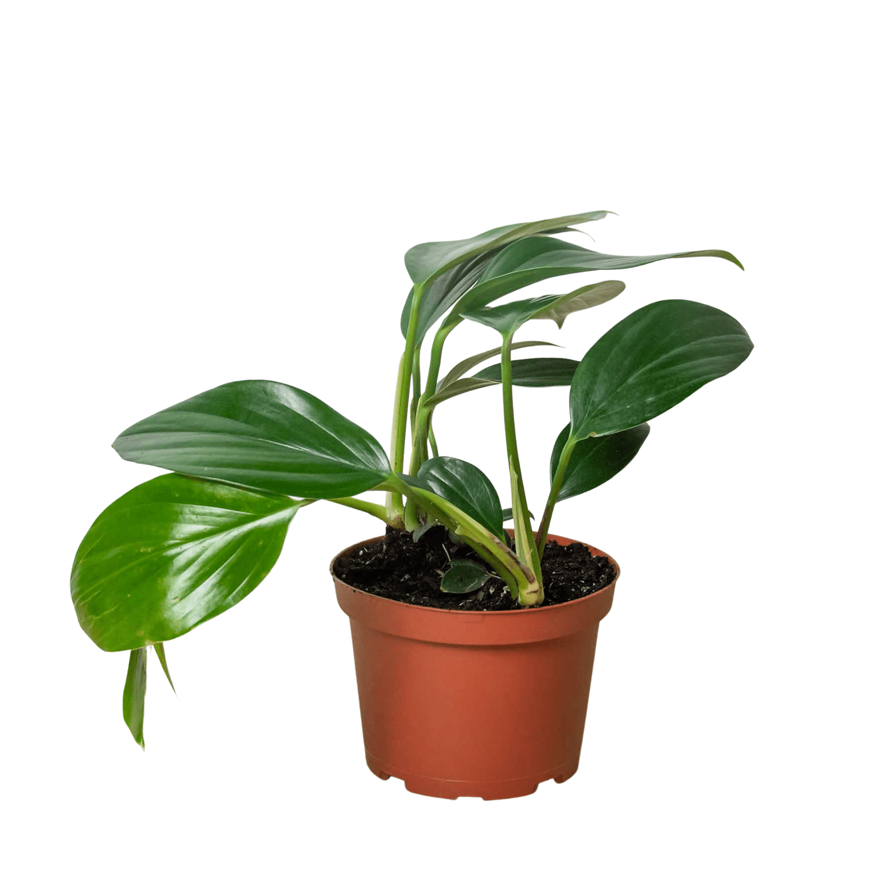 A small plant in a pot offered by the best nursery near me.