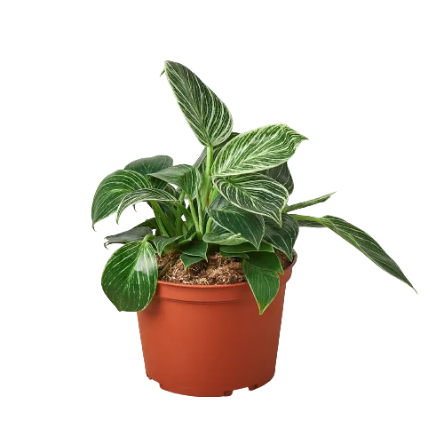 A plant in a pot on a black background found at a garden center near me.