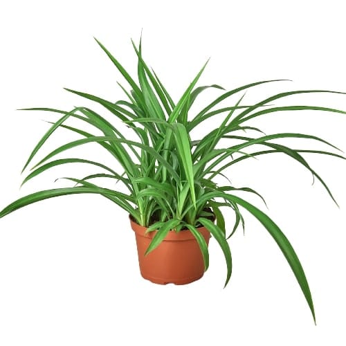 A potted plant on a white background, available at the best garden center near me.