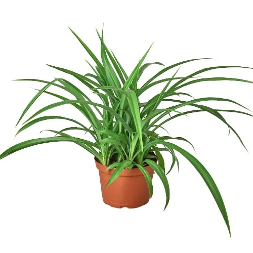 A potted plant on a white background, available at the best garden center near me.