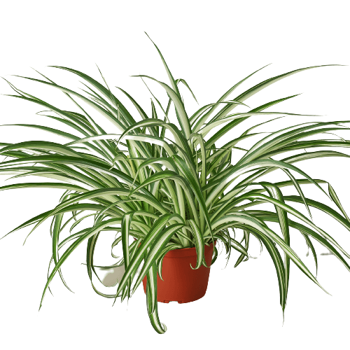 A plant in a pot on a black background at a garden center near me.