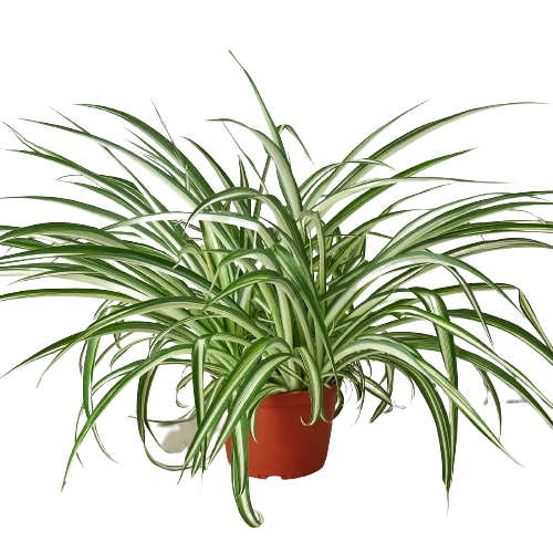 A plant in a pot on a black background at a garden center near me.