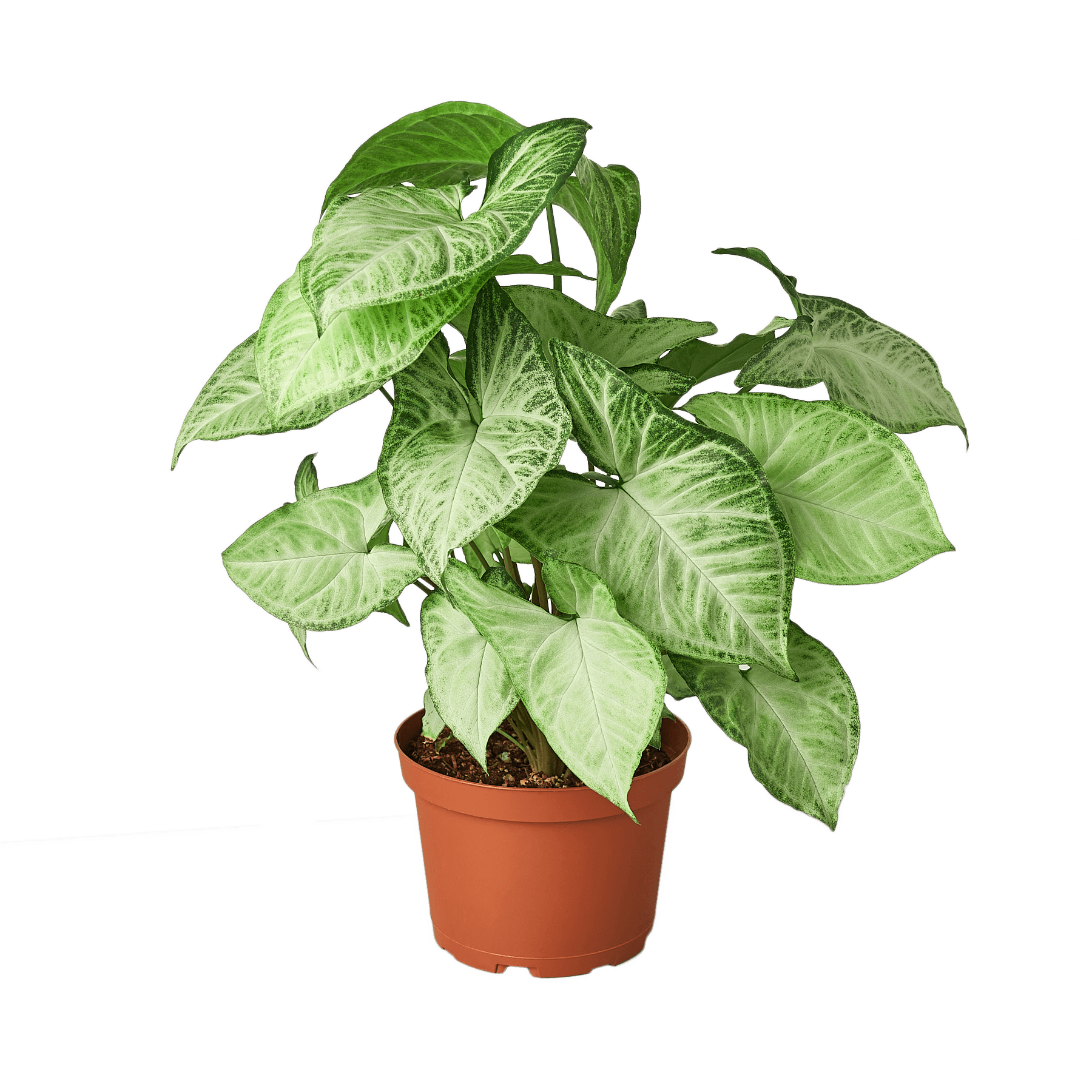 A green plant on a table at a garden center.