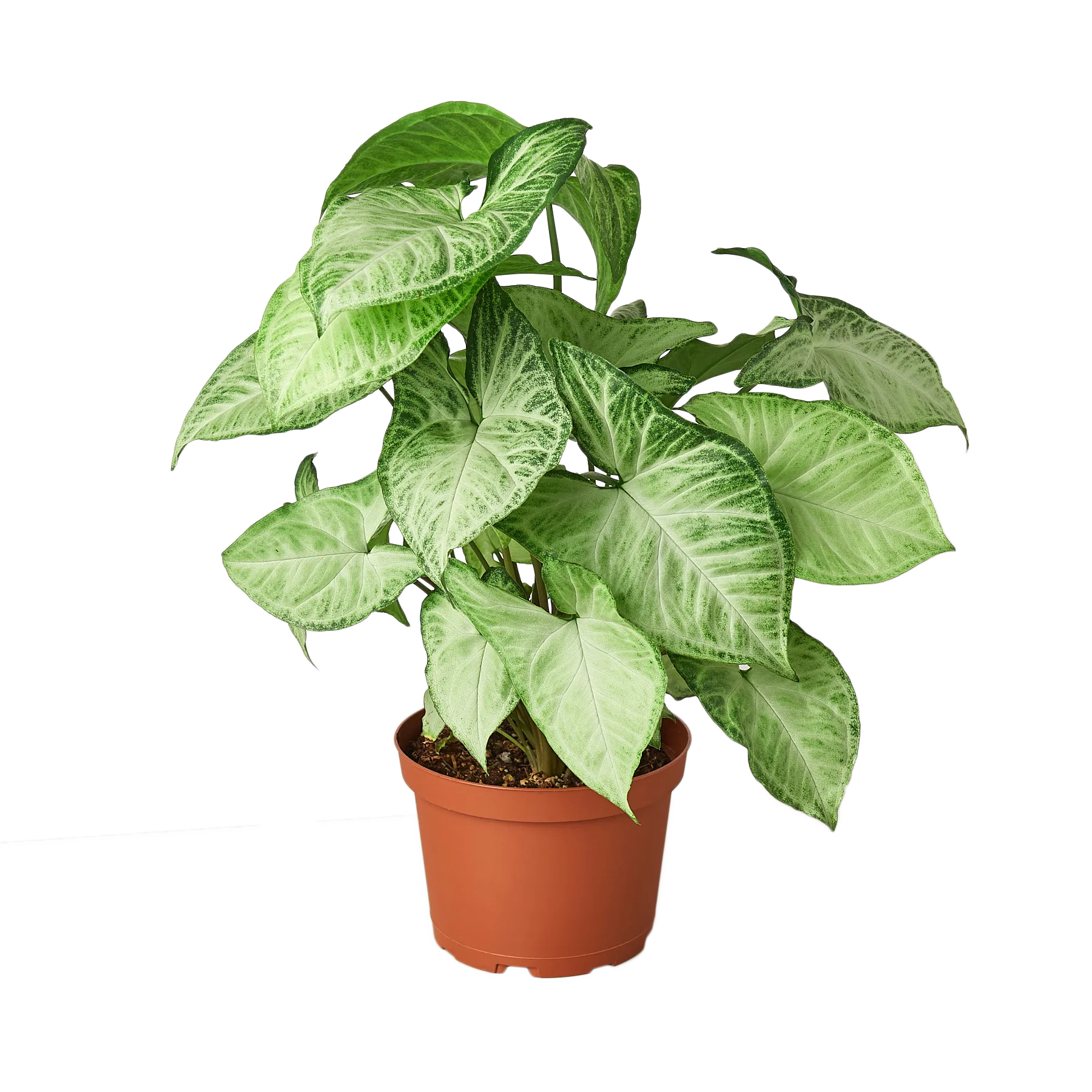 A green plant on a table at a garden center.
