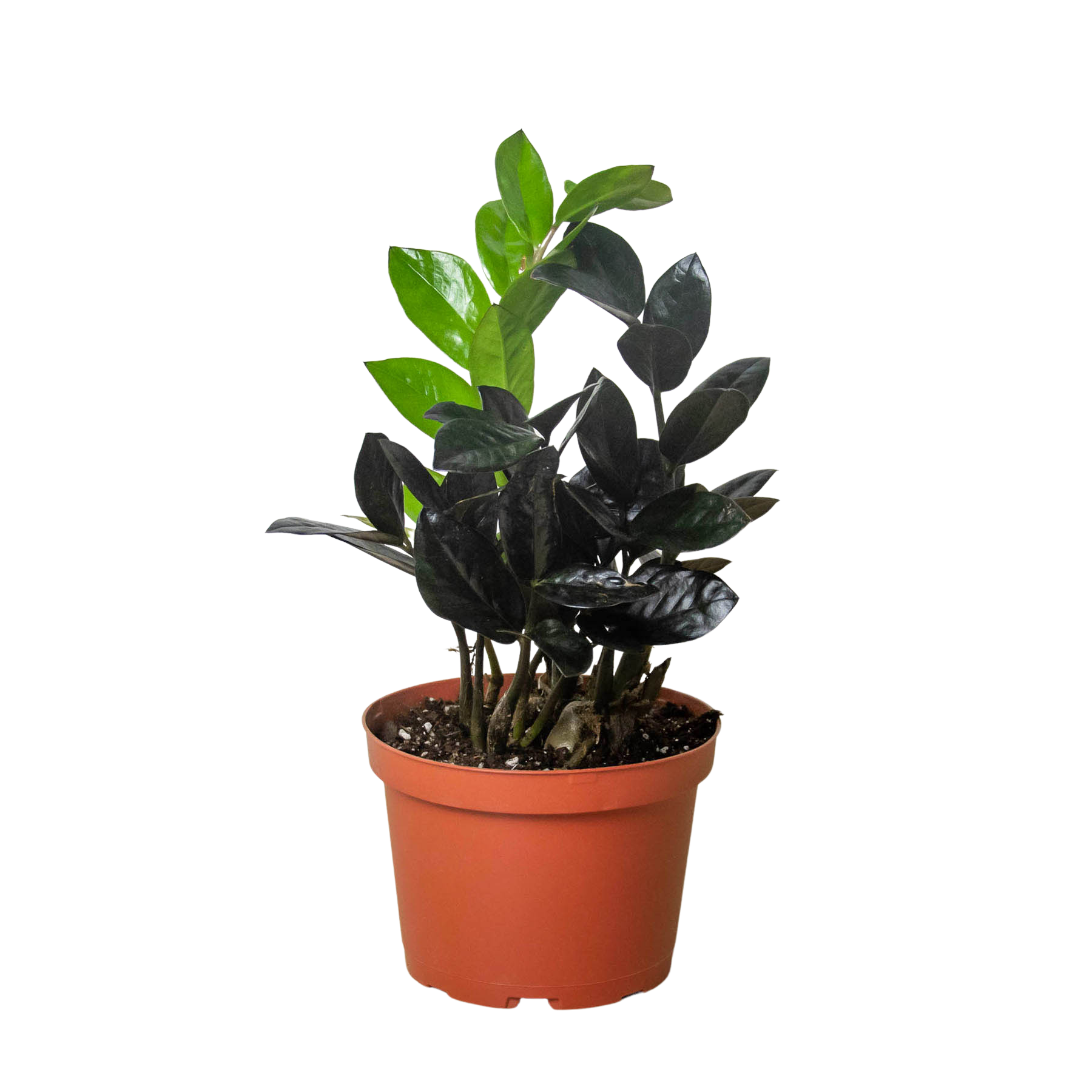 A black plant in a pot on a white background from the best plant nursery near me.