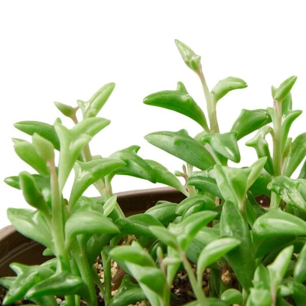 A small plant in a pot on a white background can be found at the best garden center near me.