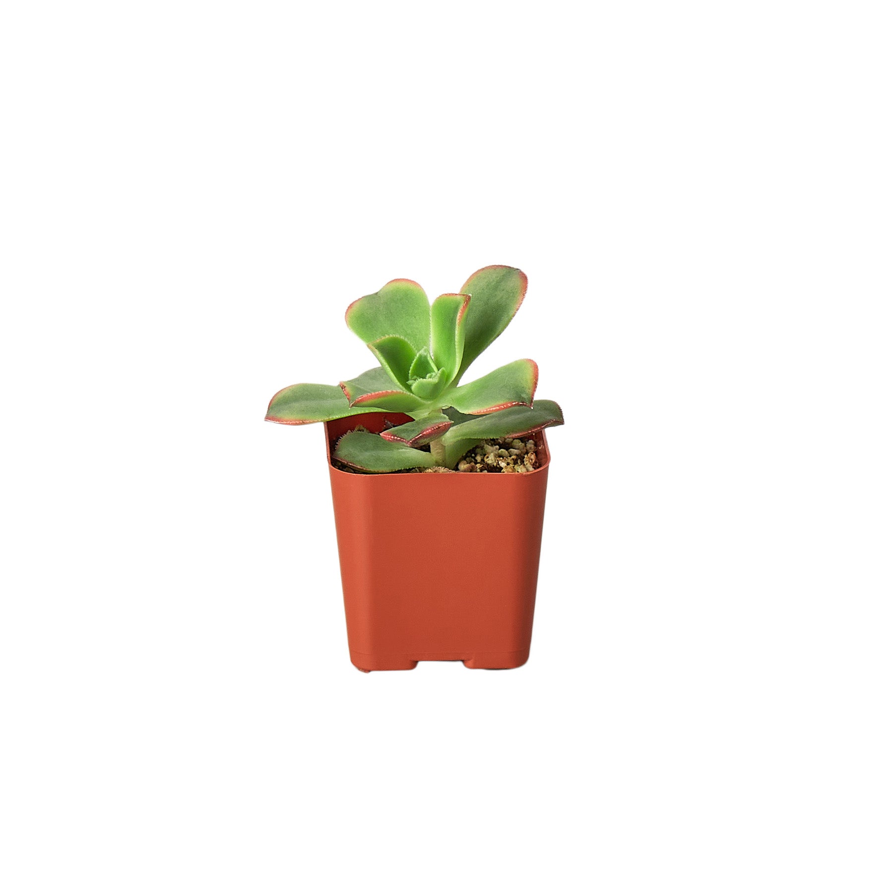 A small succulent plant in a red pot showcased on a white background sold at a nearby plant nursery.