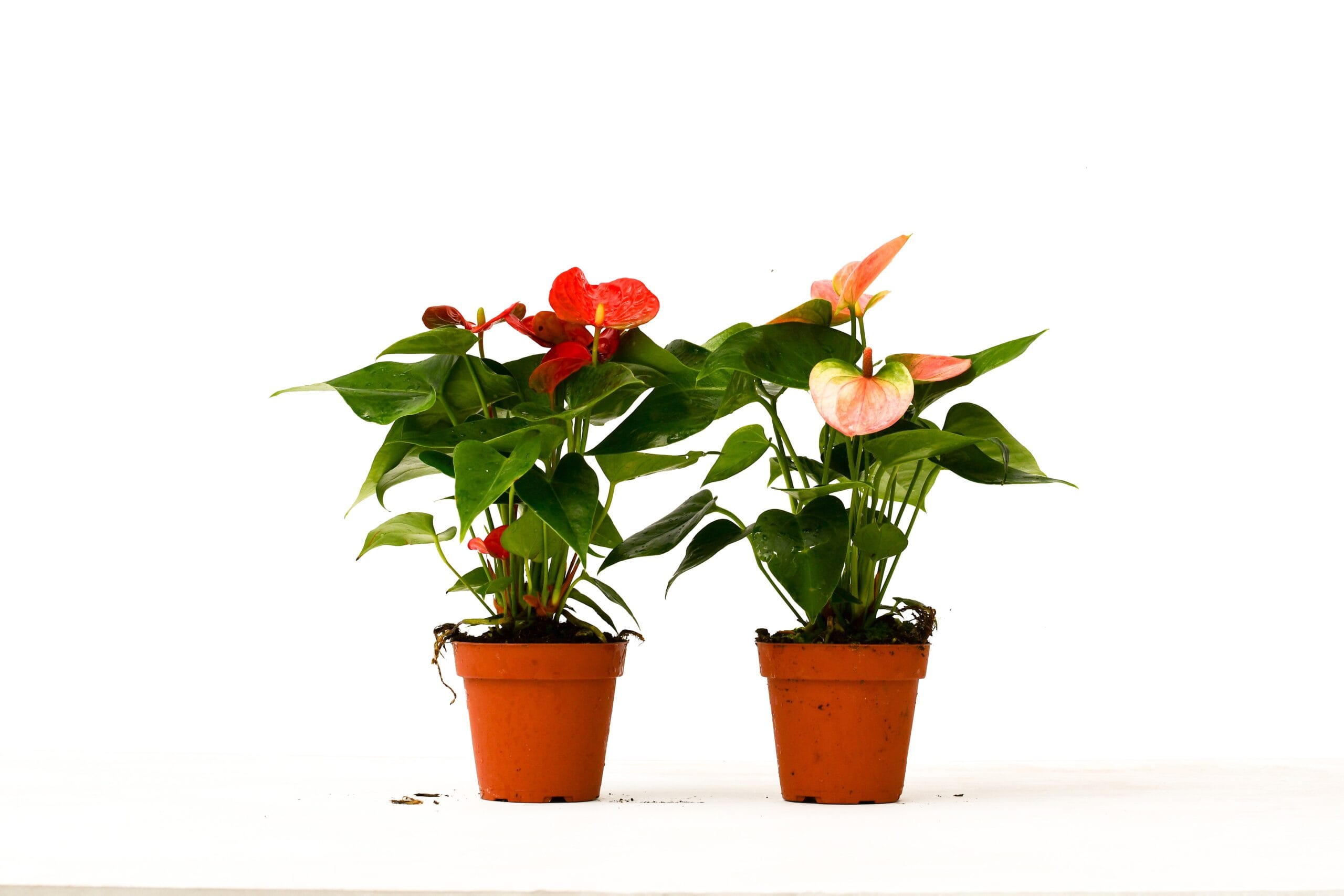 Two potted plants on a white surface at the best garden center near me.