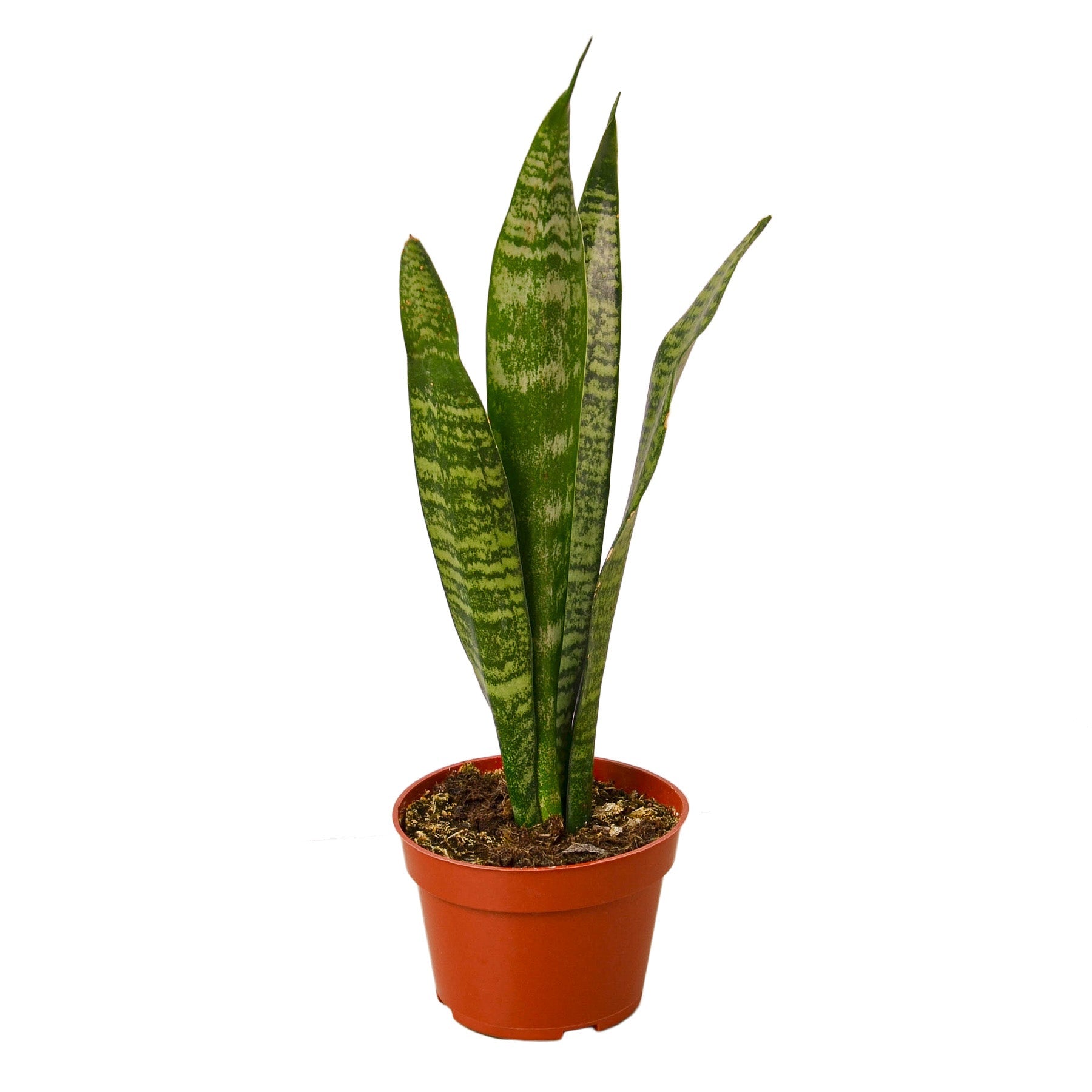 A snake plant in a pot.