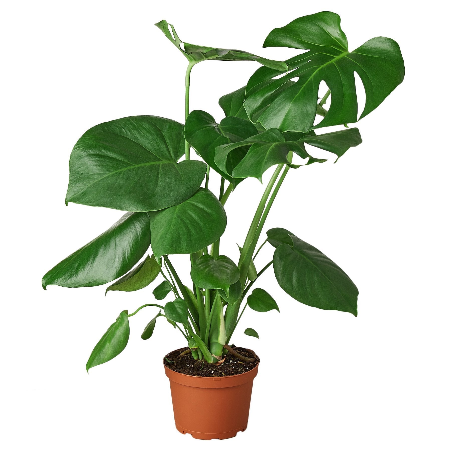 A large plant in a pot on a white background available at the best nursery near me.