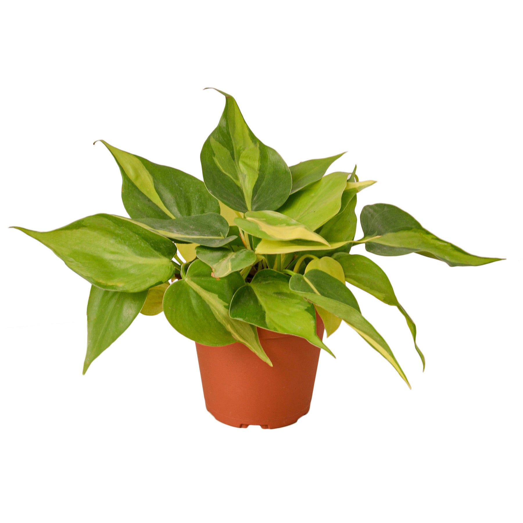 A potted plant with green leaves on a white background available at a nearby nursery.