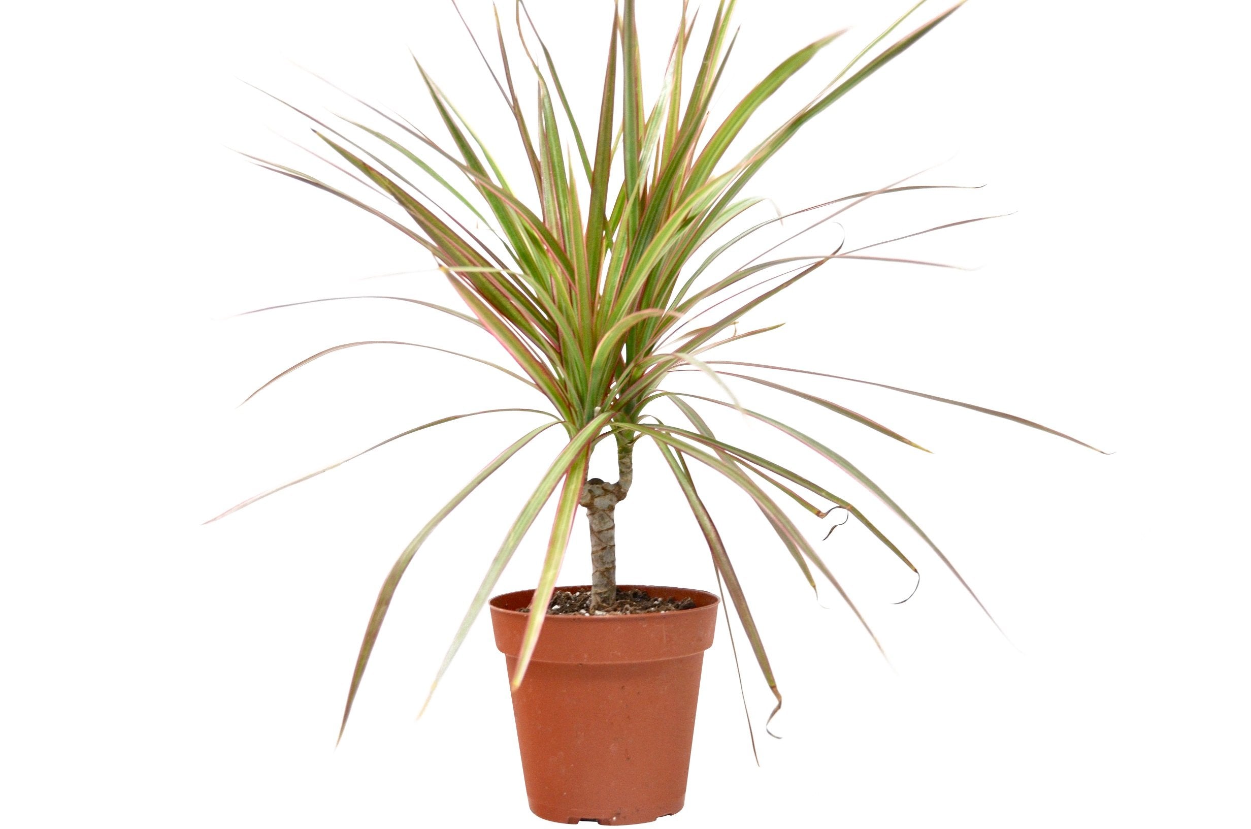 A plant in a pot on a white background from one of the best plant nurseries near me.