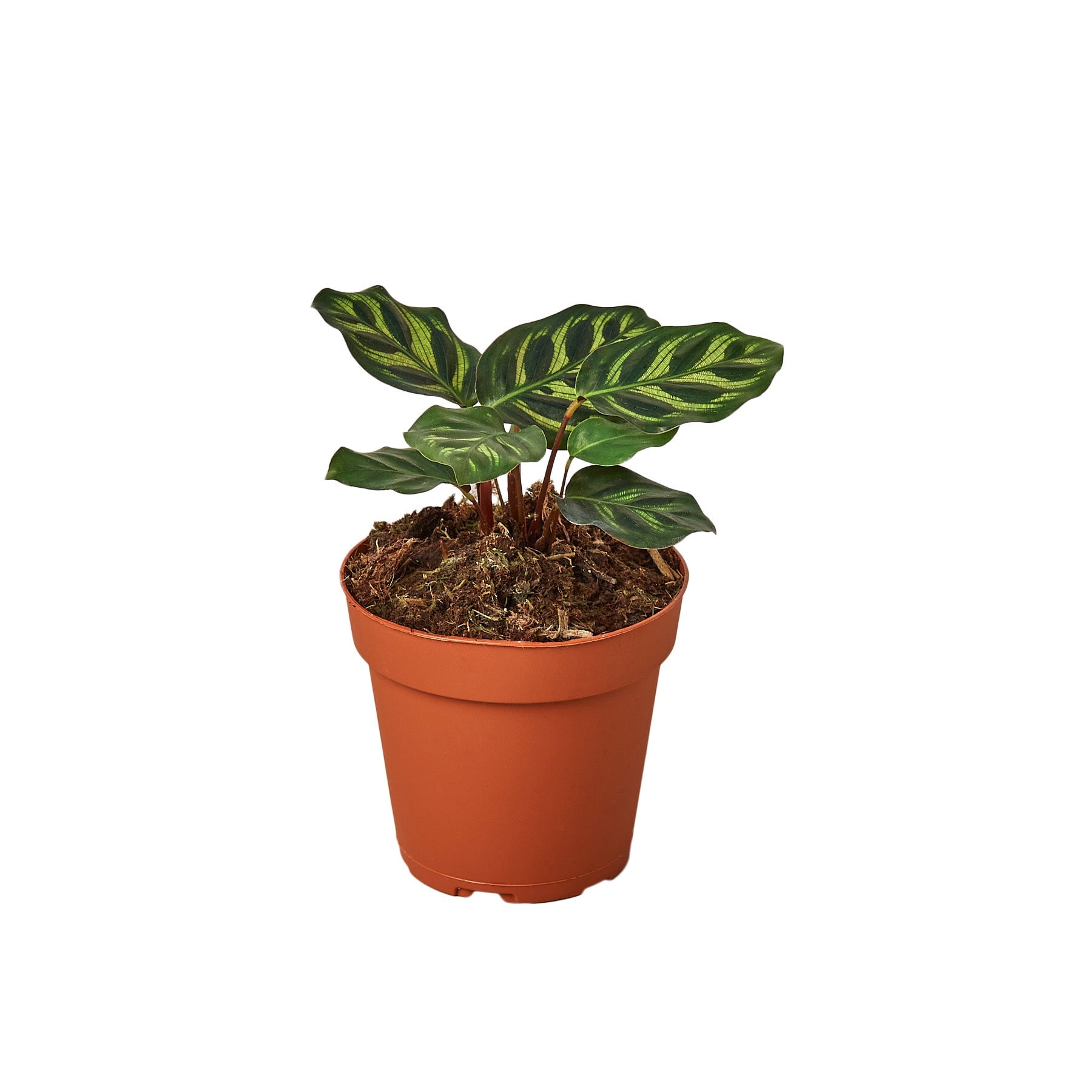 A small plant in a pot on a white background, available at the best plant nursery near me.