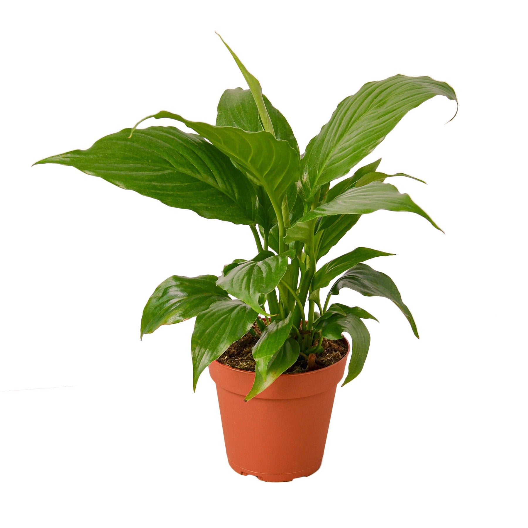 A potted plant on a white background in the best plant nursery near me.