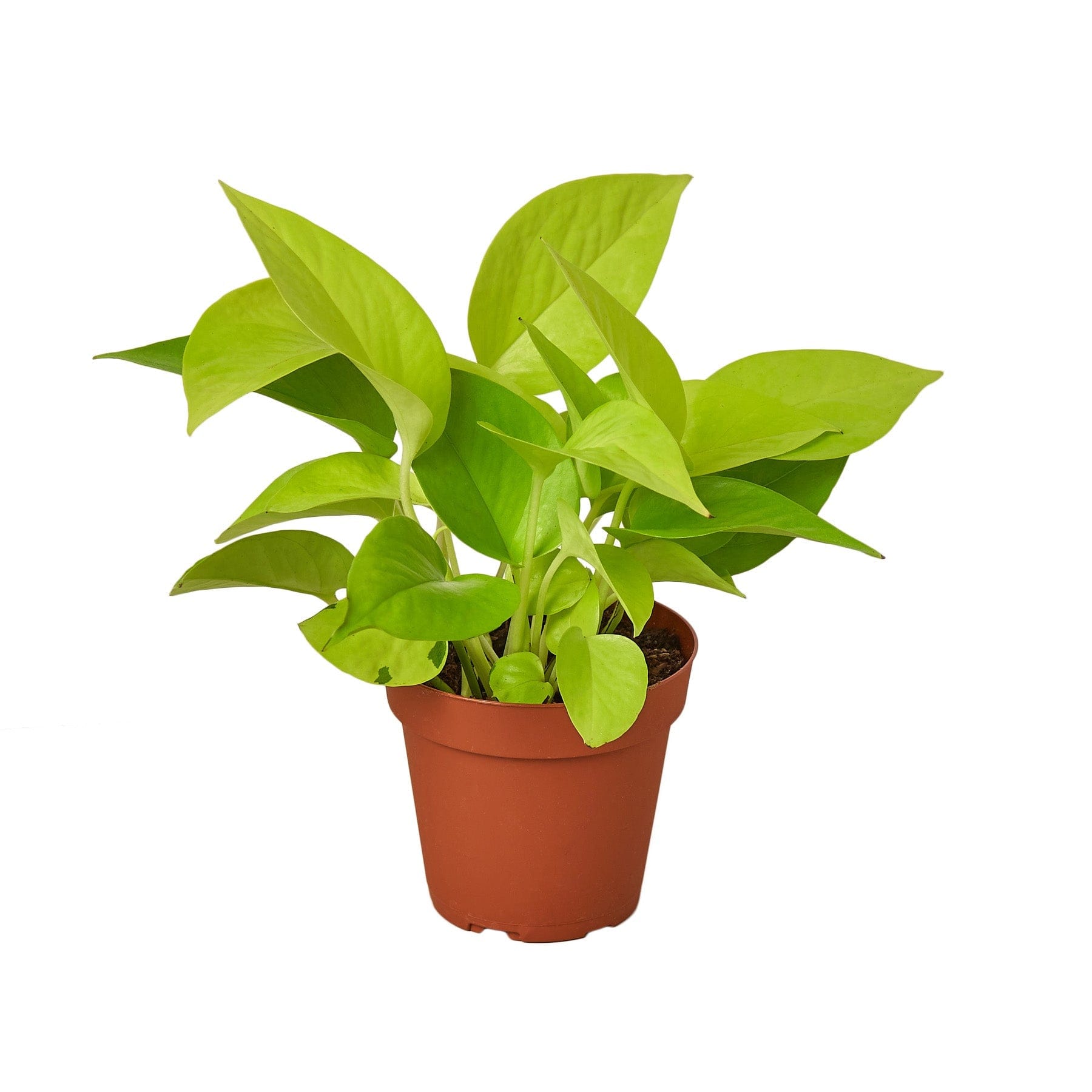 A green plant in a pot on a white background at a garden center near me.