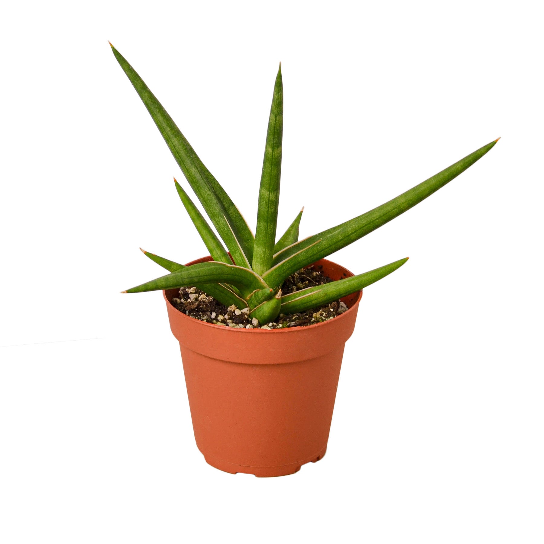 Aloe vera plant in a pot on a white background at the best garden center near me.
