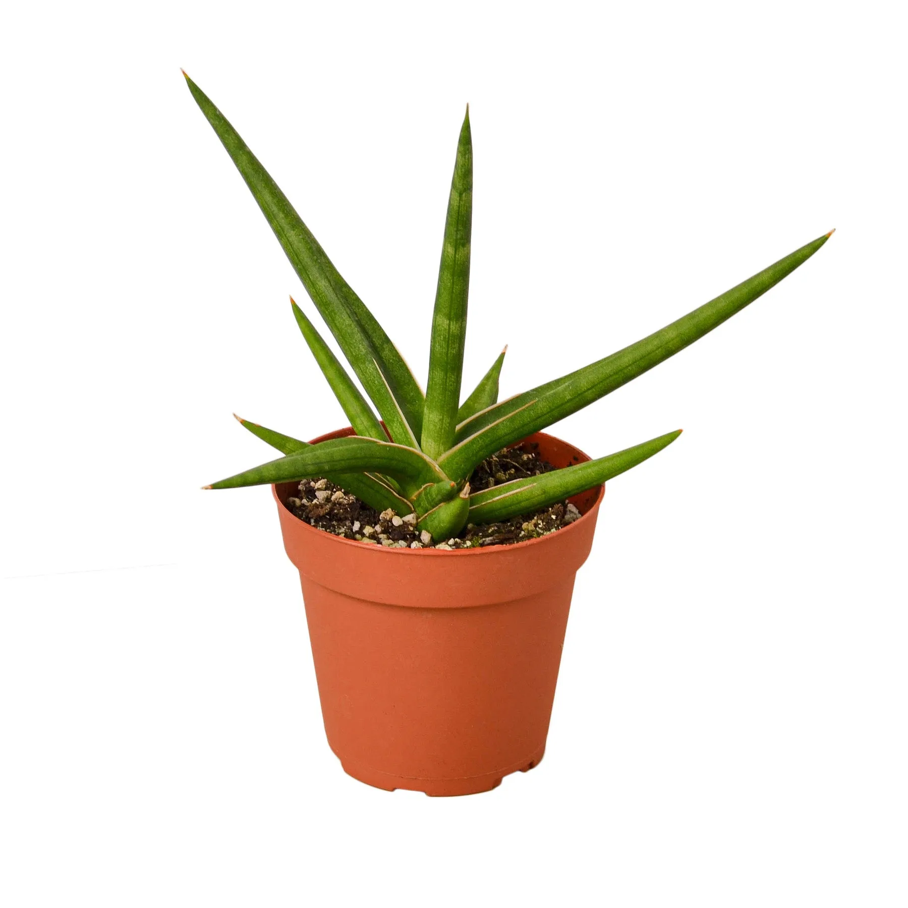 Aloe vera plant in a pot on a white background at the best garden center near me.
