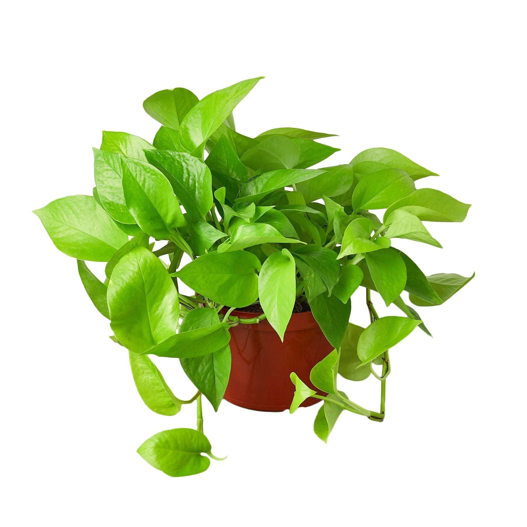 A green plant in a pot on a white background available at a nearby nursery.