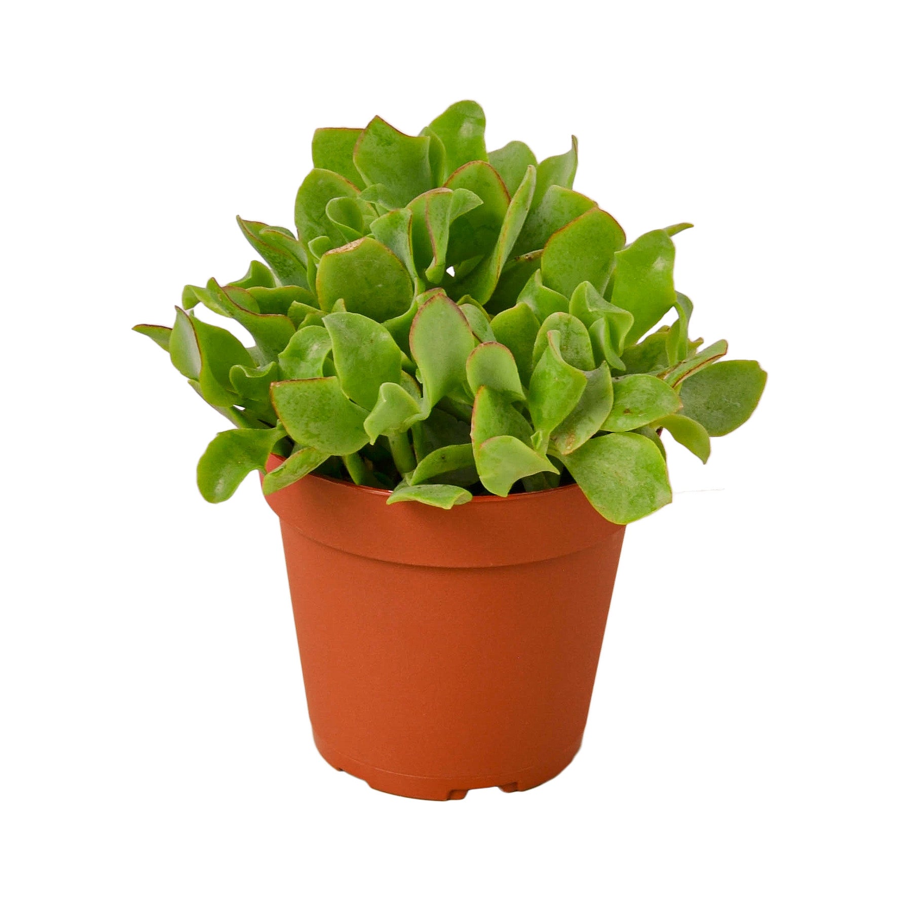 A small plant in a pot on a white background available at a nursery near me.