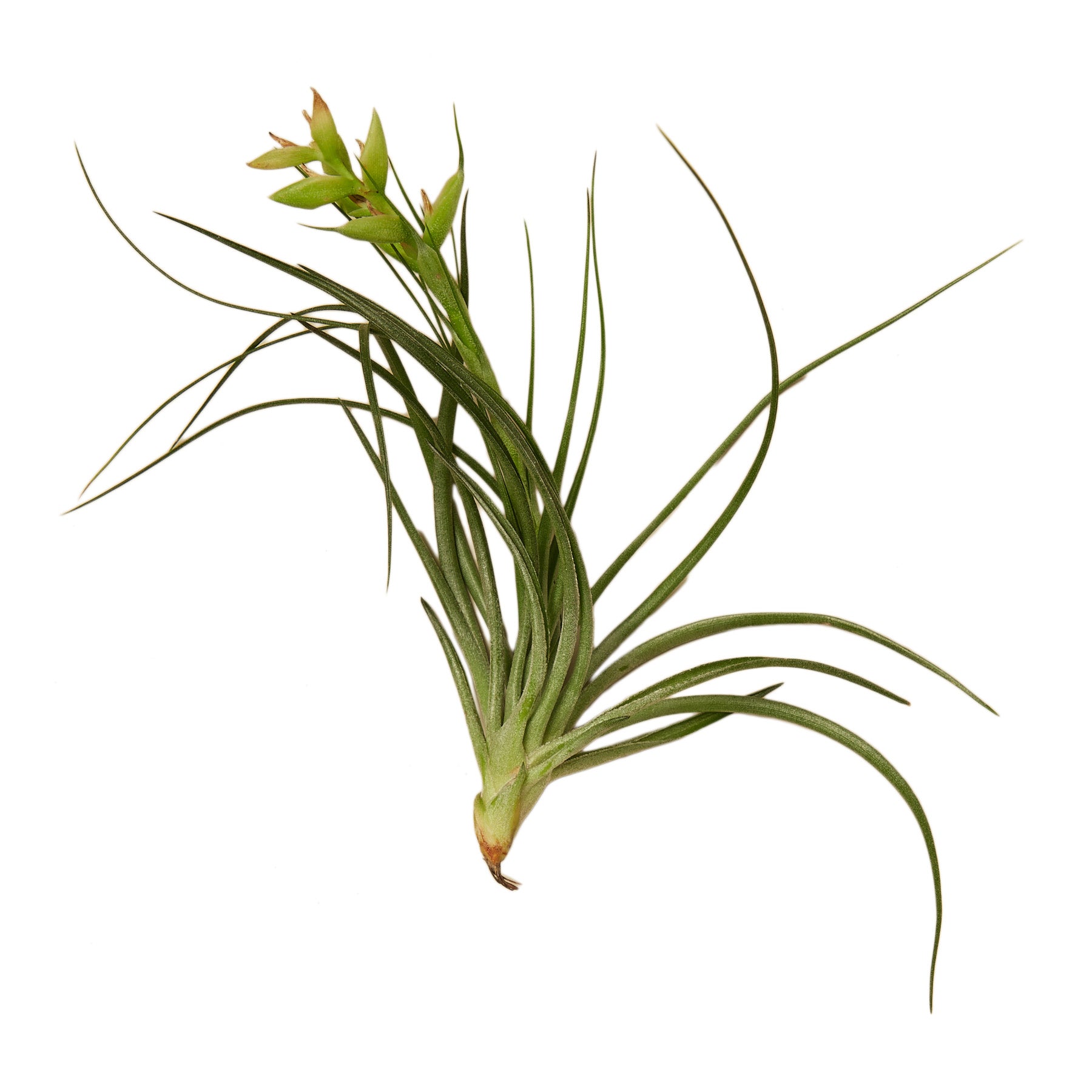 A small air plant on a white background next to a garden center.