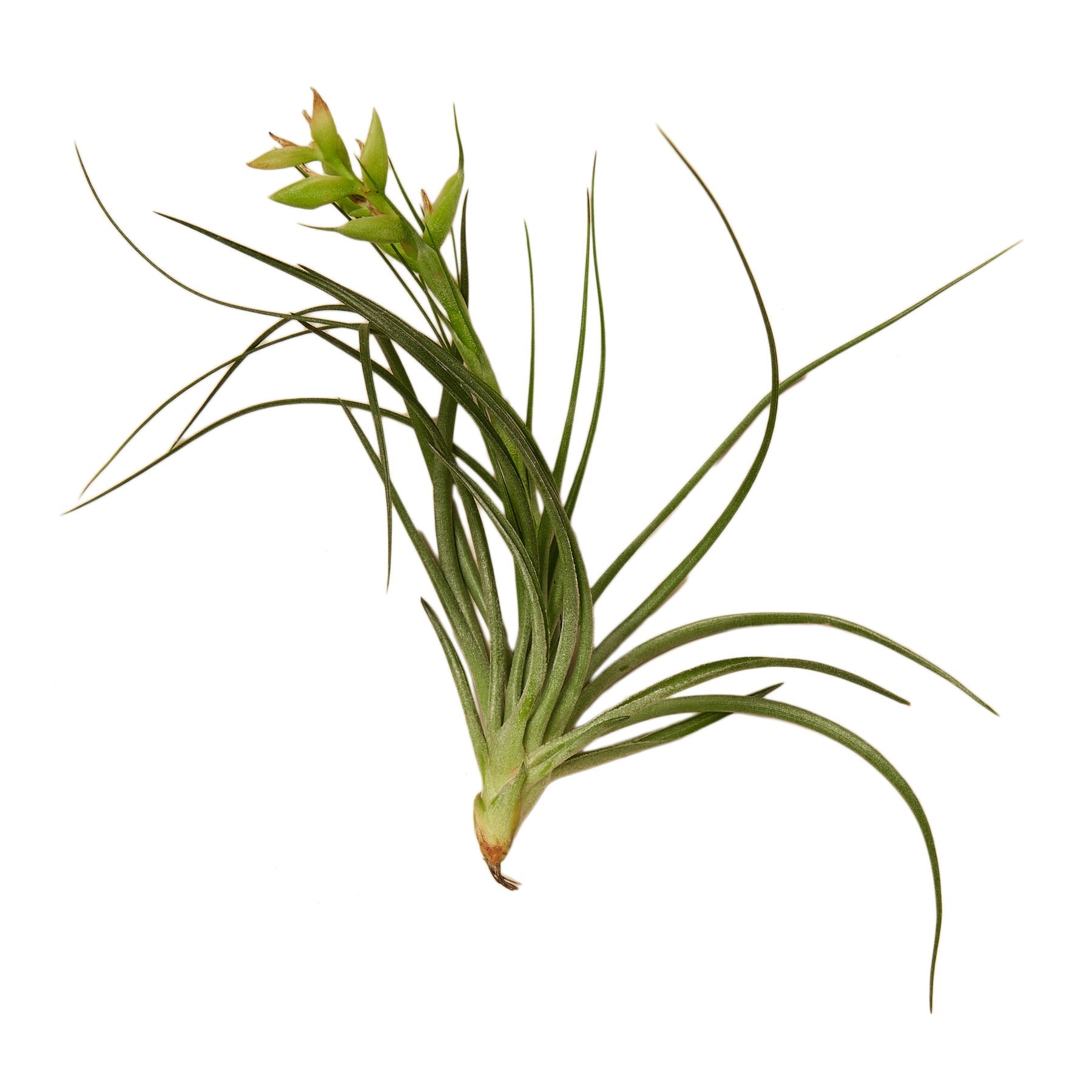 A small air plant on a white background in the best nursery near me.