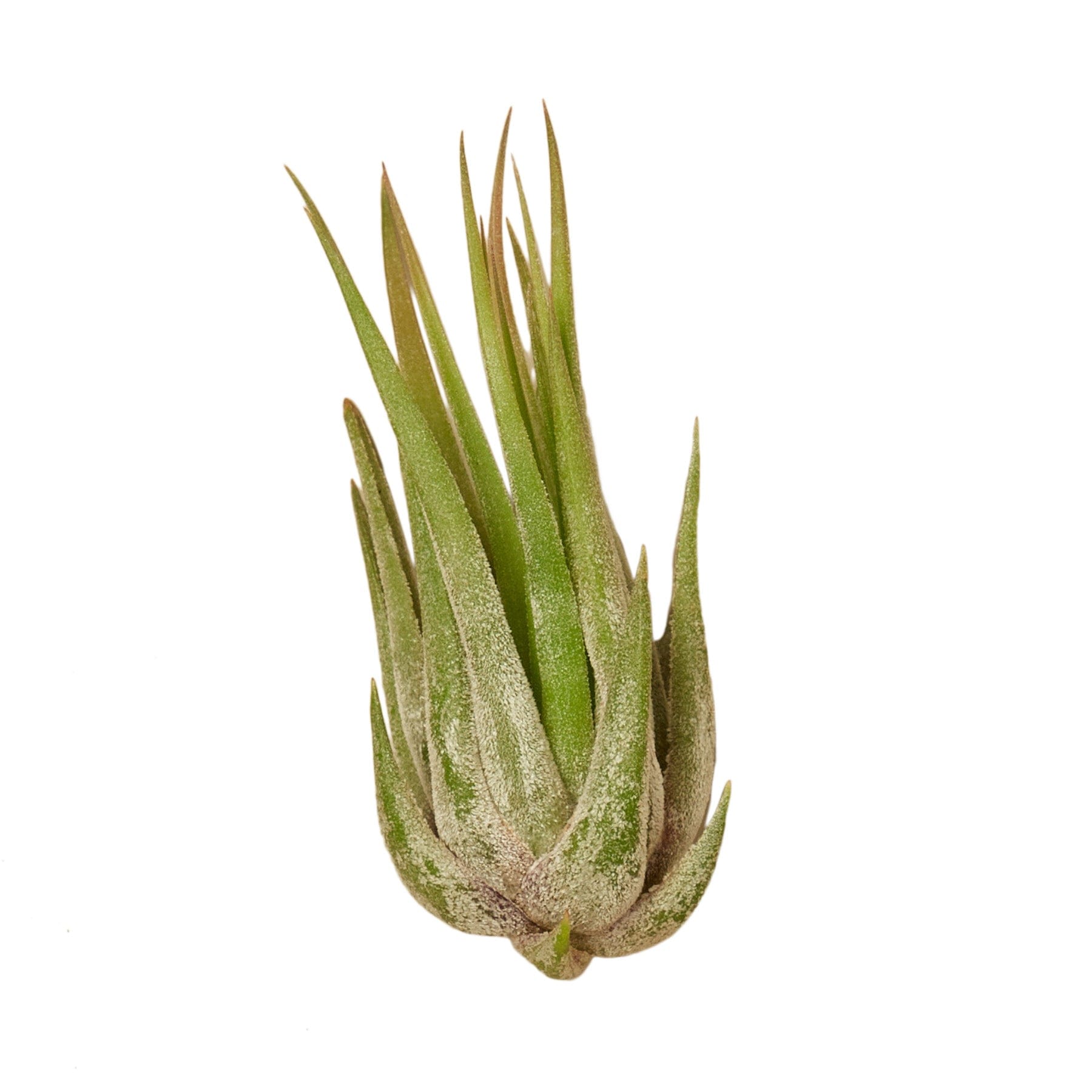 A small air plant on a white background at a garden center near me.