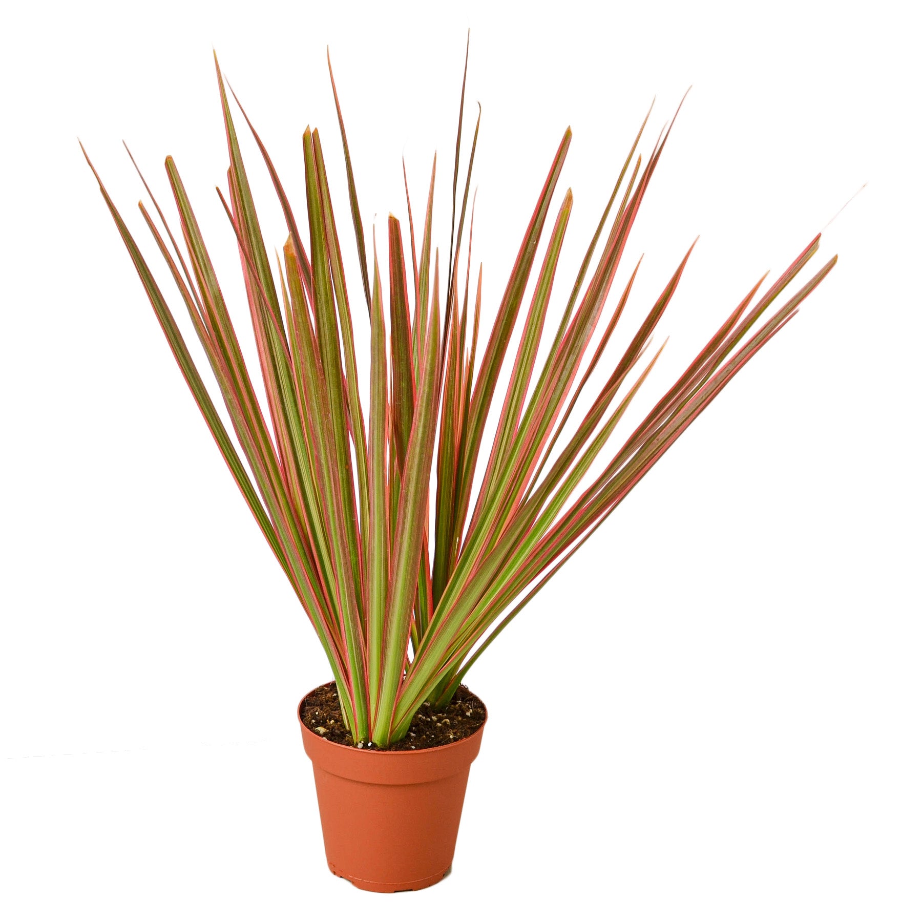 A potted plant with red and brown leaves, available at the best garden center near me.