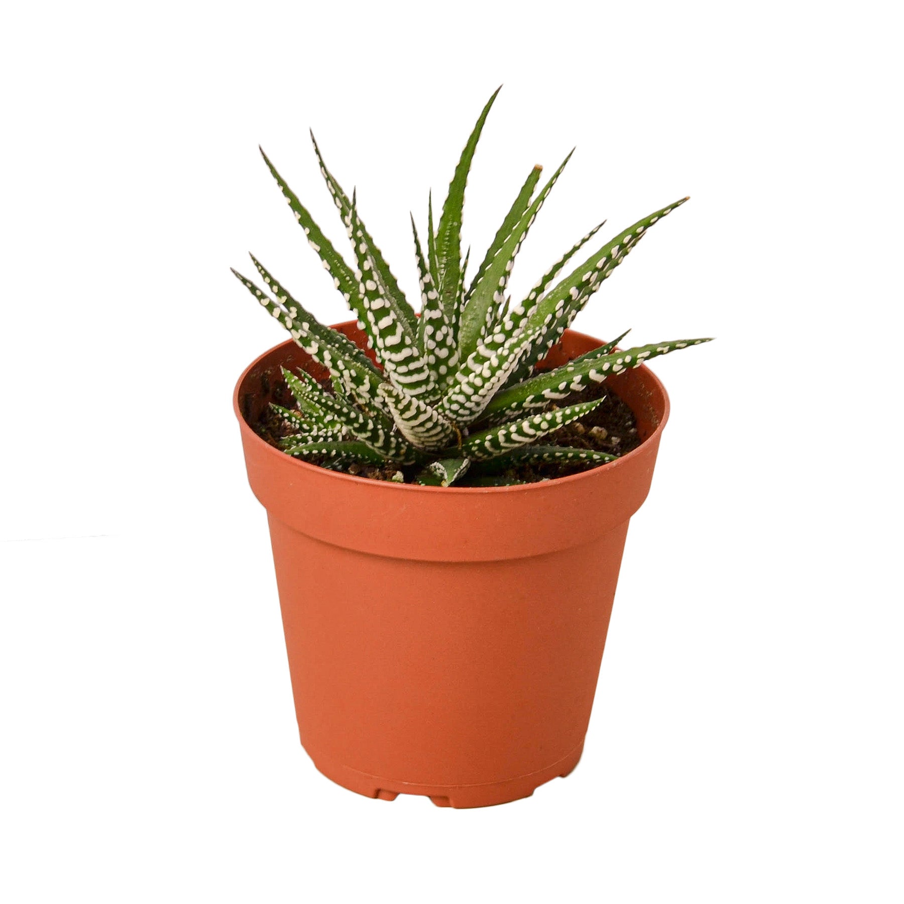 Aloe vera plant in a pot on a white background from the best plant nursery near me.