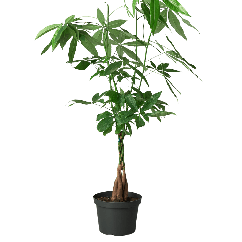 A green plant on a black background.