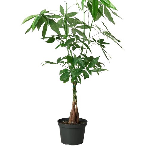 A green plant on a black background.