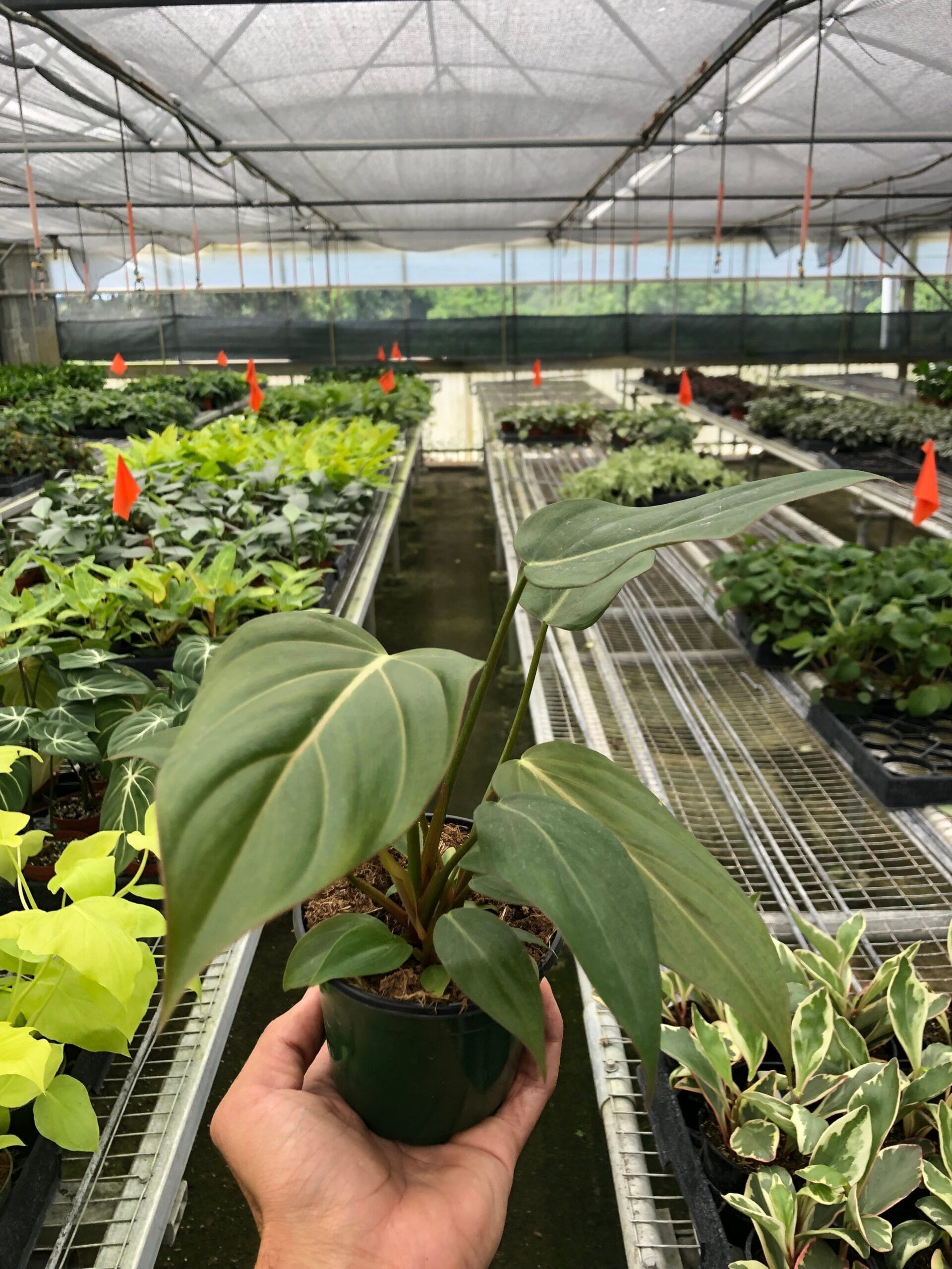 A person holding a plant in a nearby greenhouse