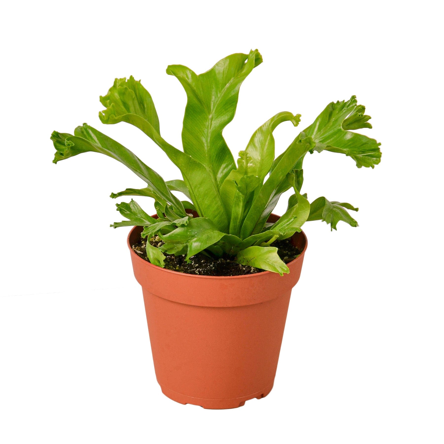 A beautiful plant in a pot on a white background, from the best garden nursery near me.