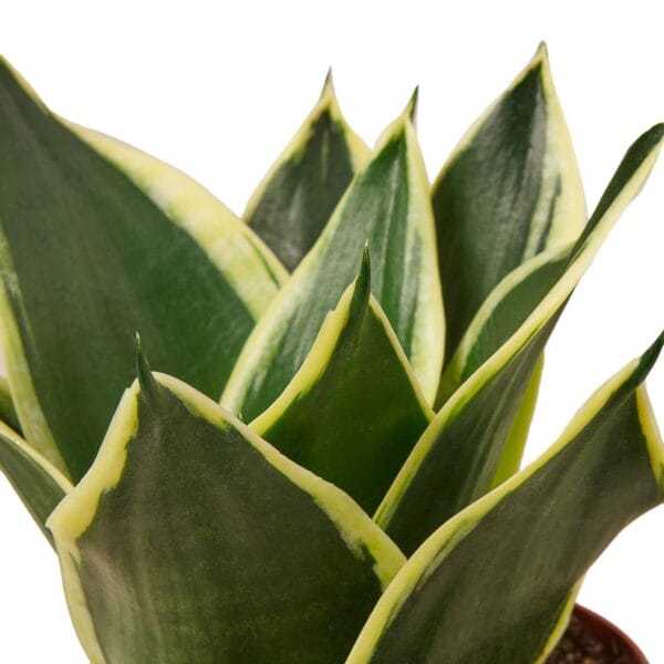 A green and yellow plant in a pot on a white background from the best plant nursery near me.