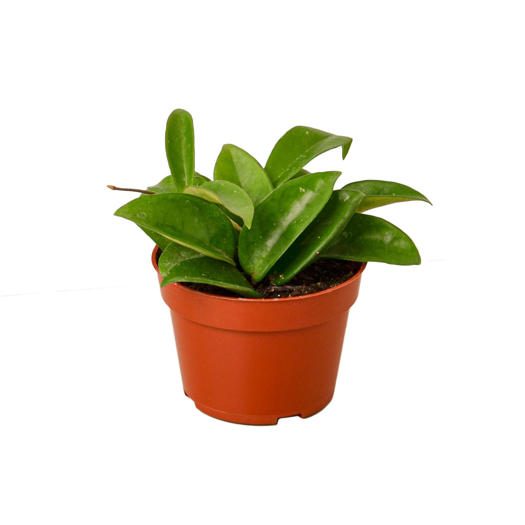 A small plant in a red pot on a white background at the best garden center near me.
