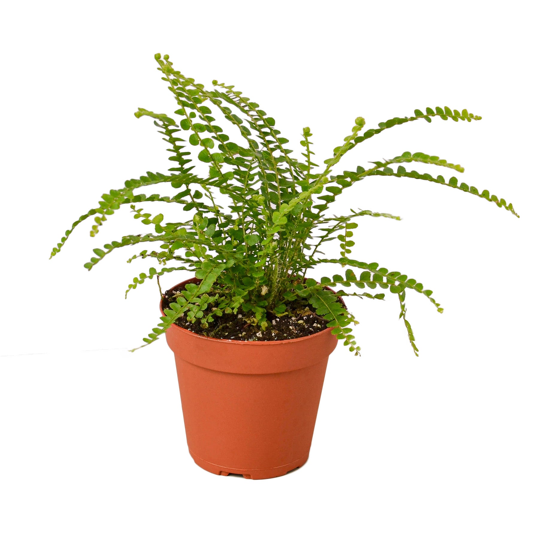 A small plant in a pot on a background.