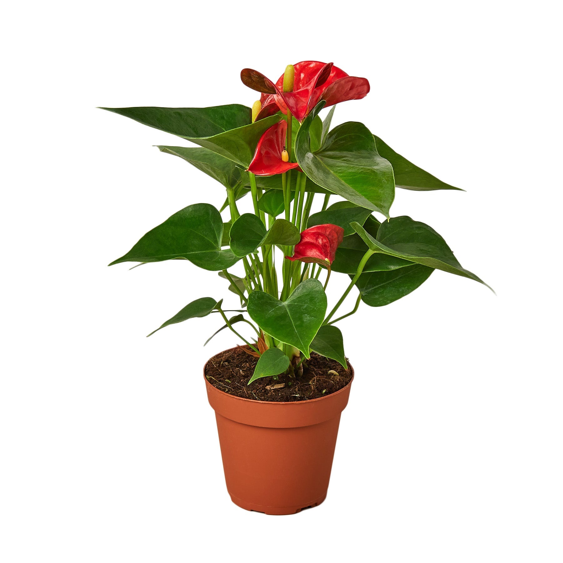 A vibrant red plant in a pot on a clean white background.