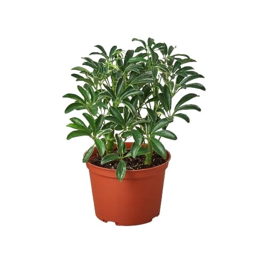 A plant in a pot on a white background at a garden center near me.