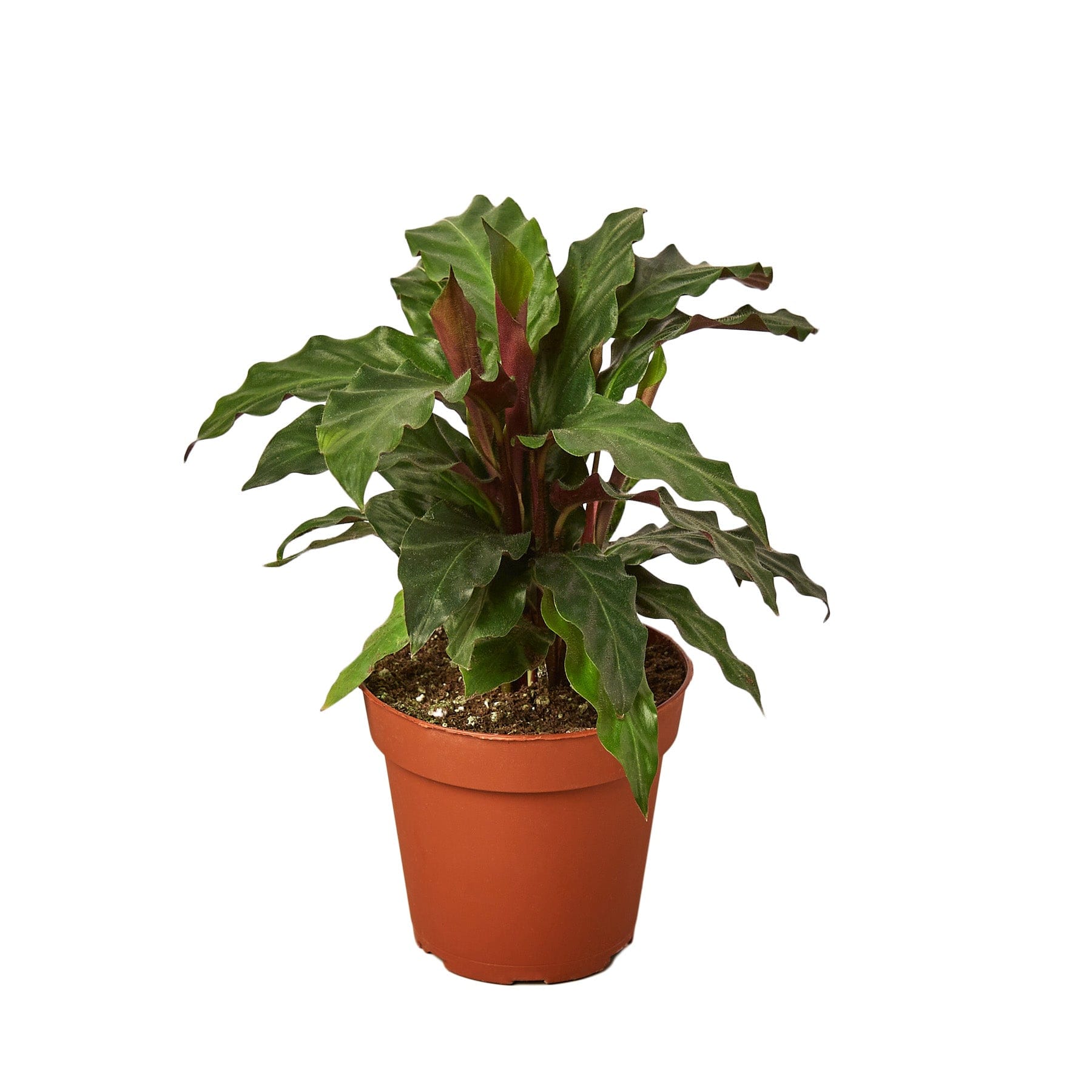 A plant in a pot on a white background at a top garden center near me.