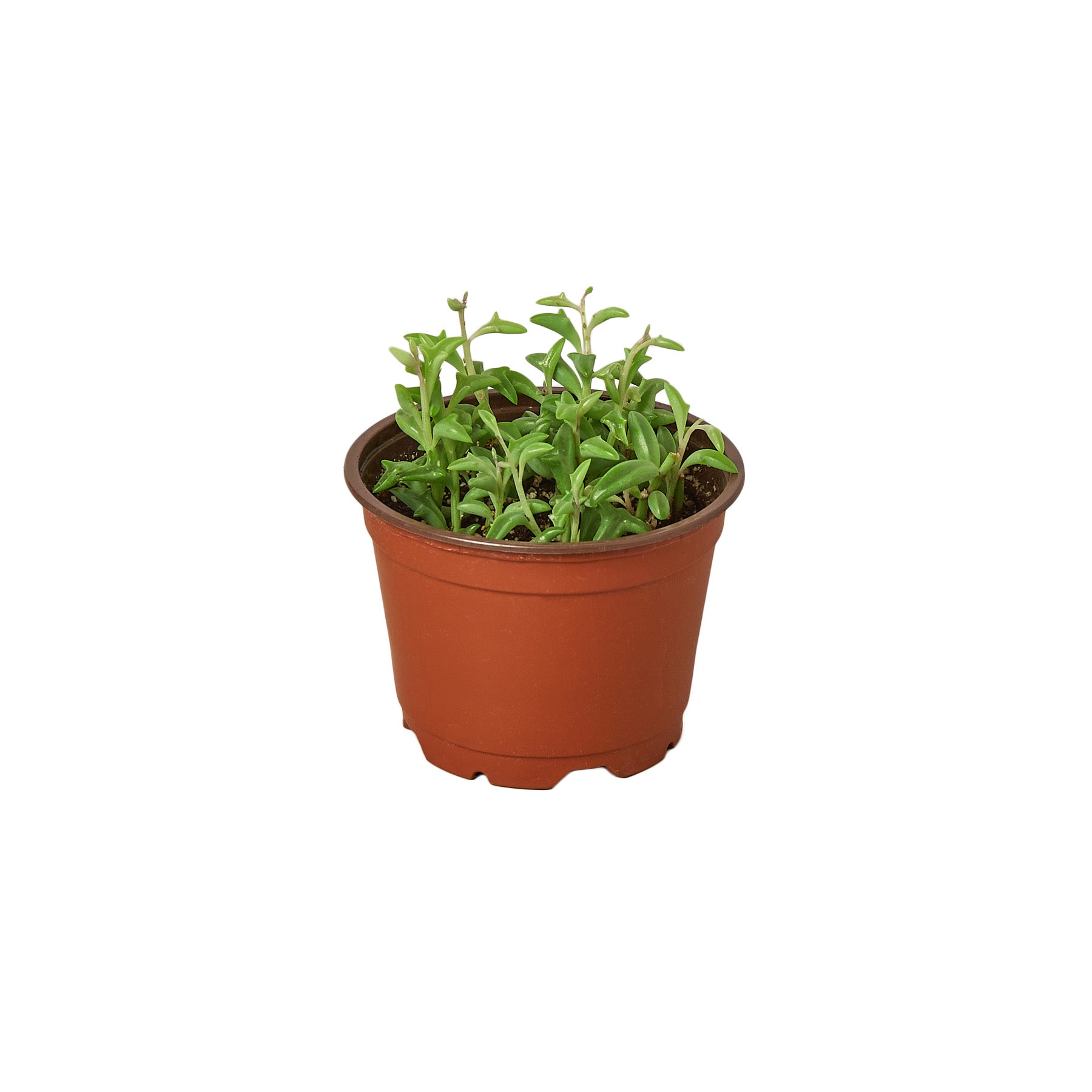 A small potted plant on a white background at a plant nursery near me.