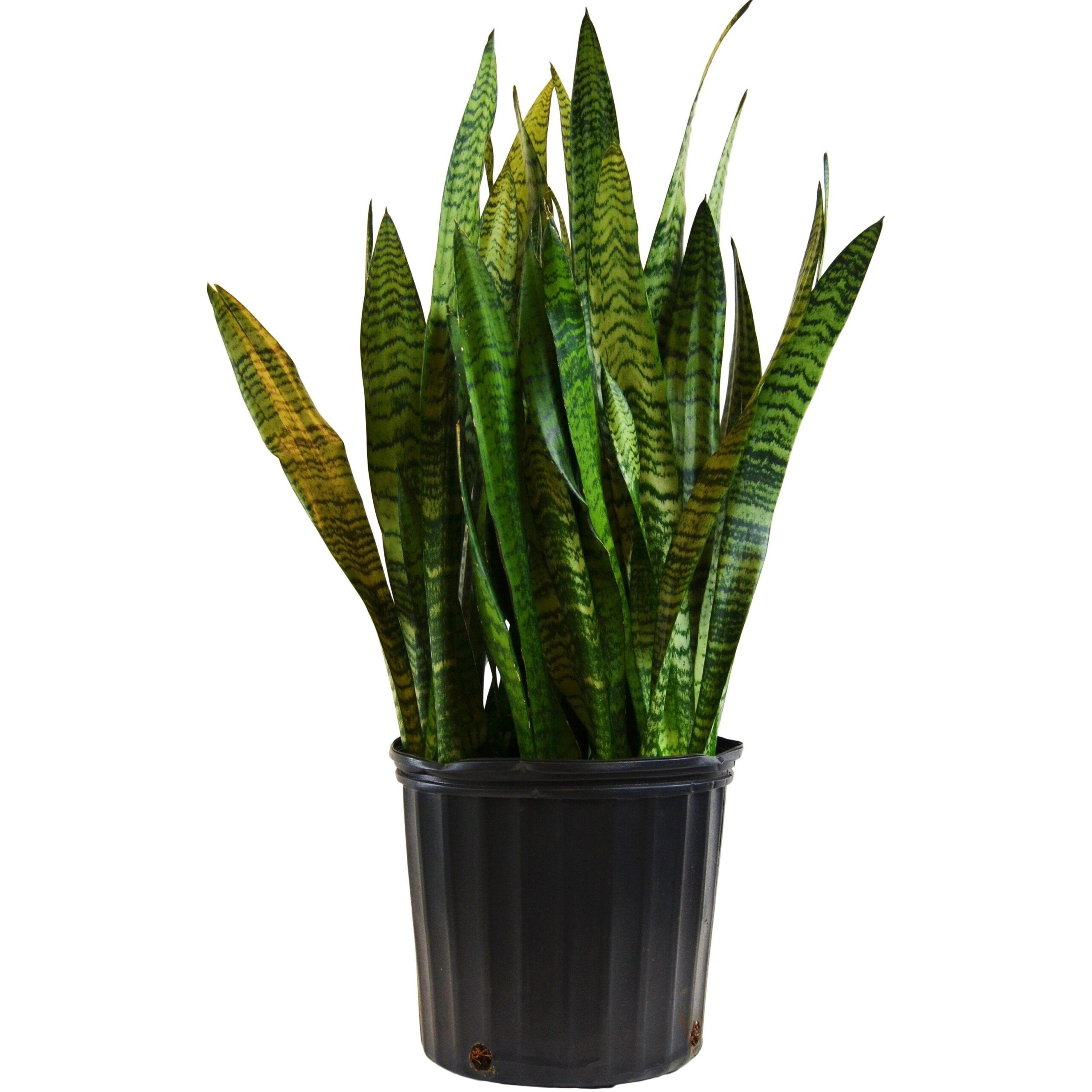 Snake plant in a black pot on a white background at the best garden center near me.