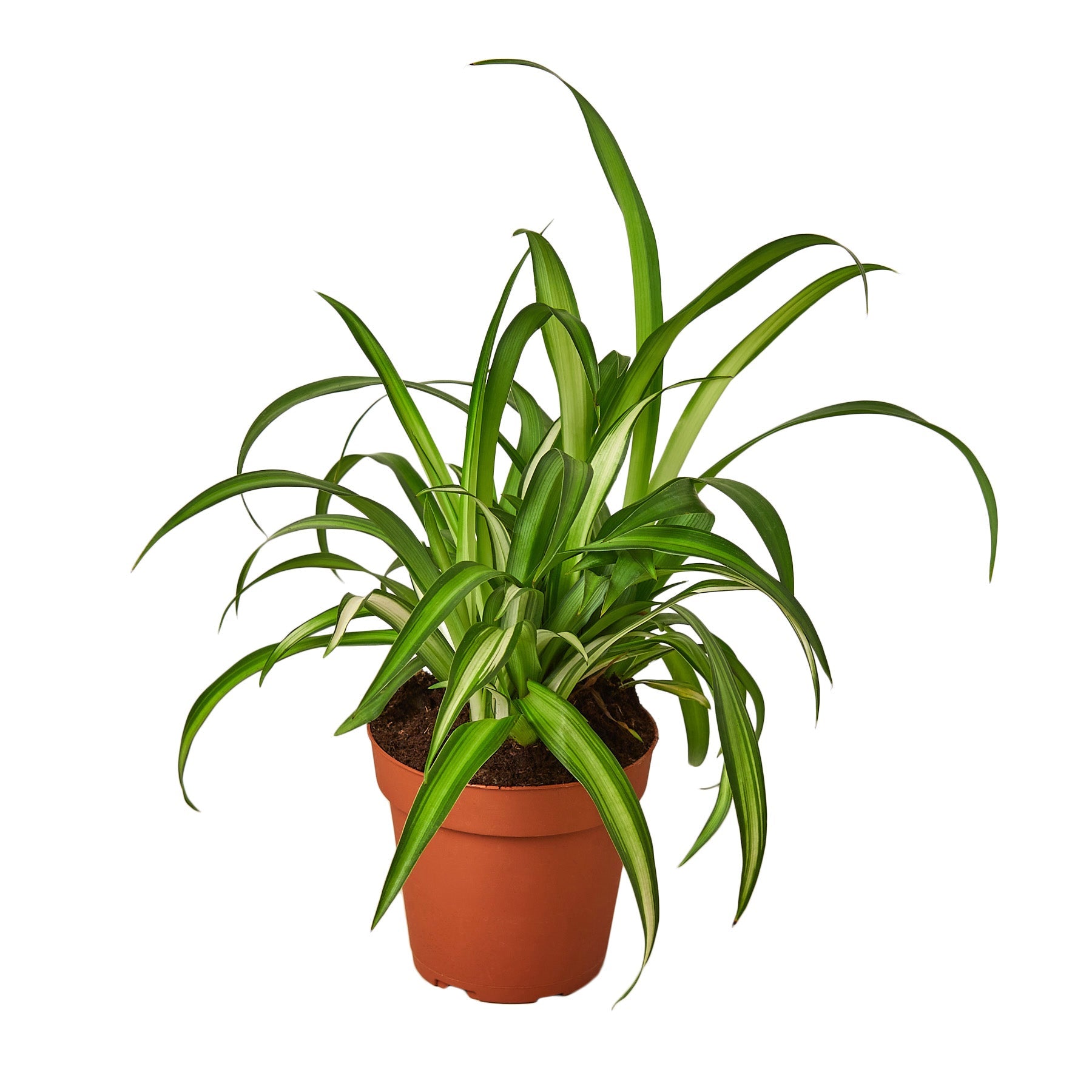 A plant in a pot.