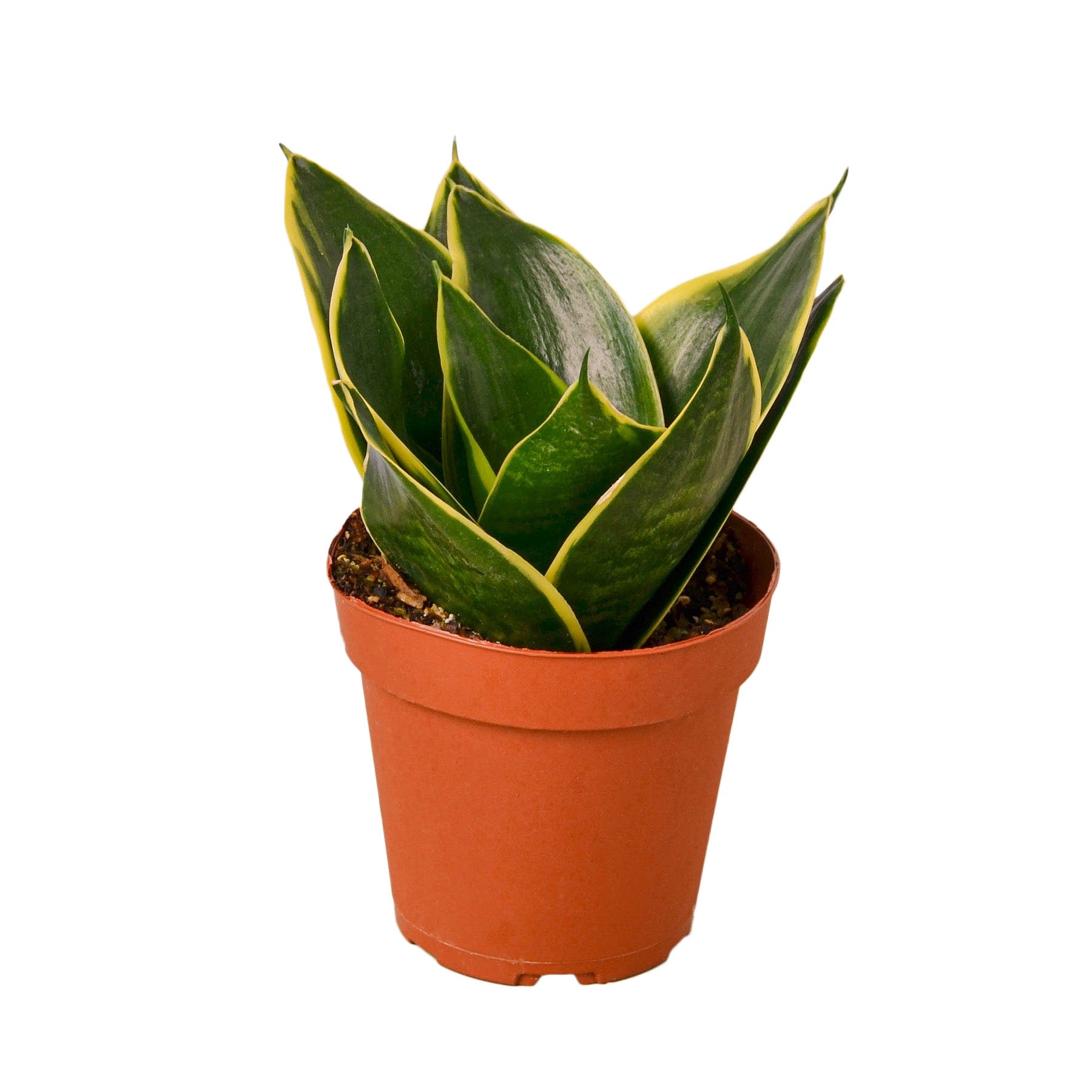 A plant in a brown pot.