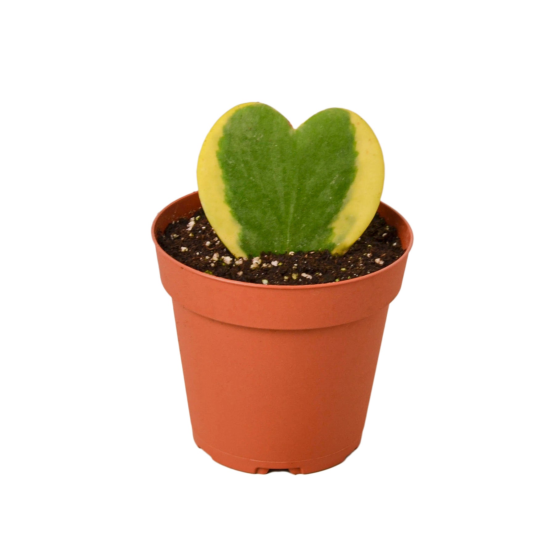 A heart shaped plant in a pot available at the best garden center near me.