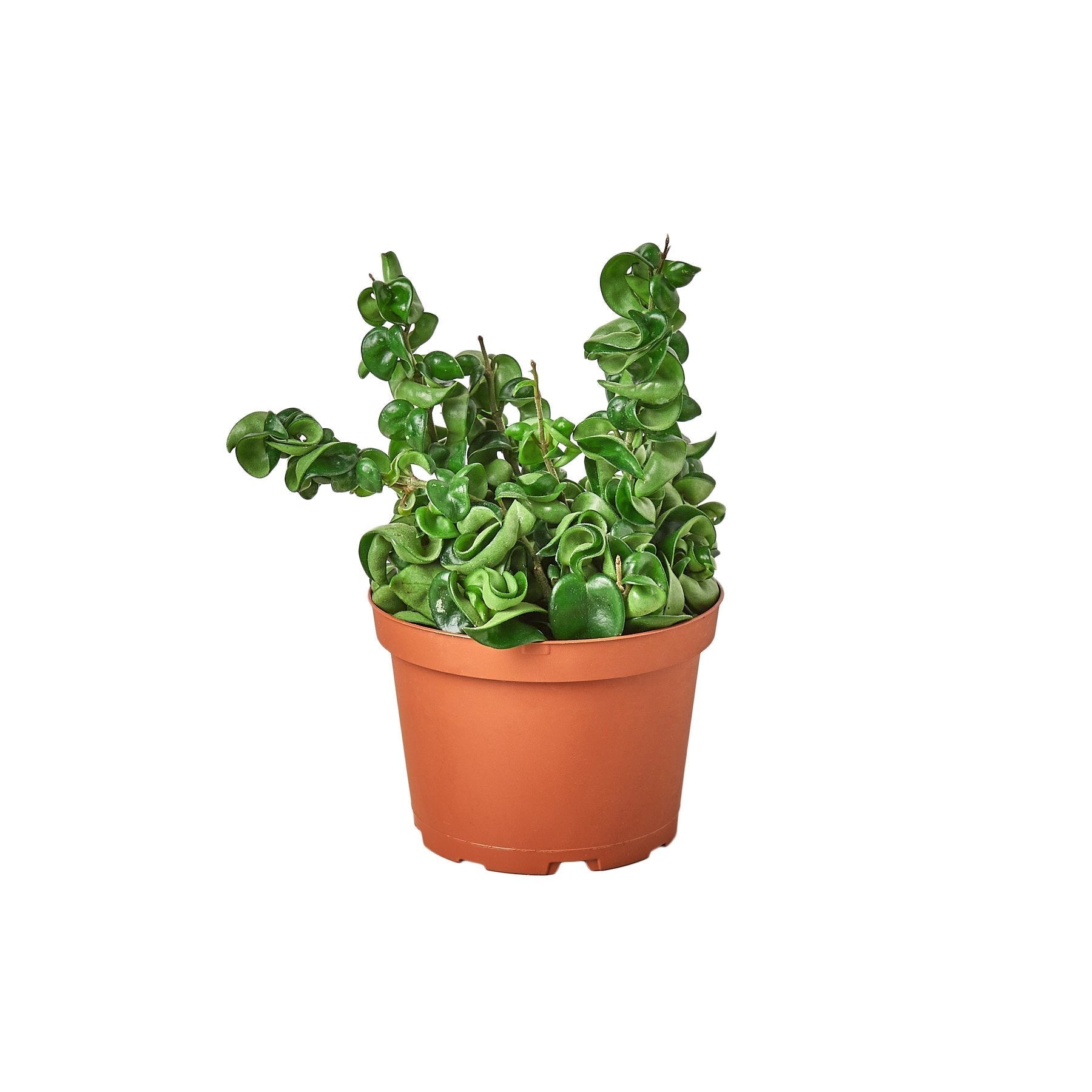 A small plant in a pot on a white background. Top garden centers near me.