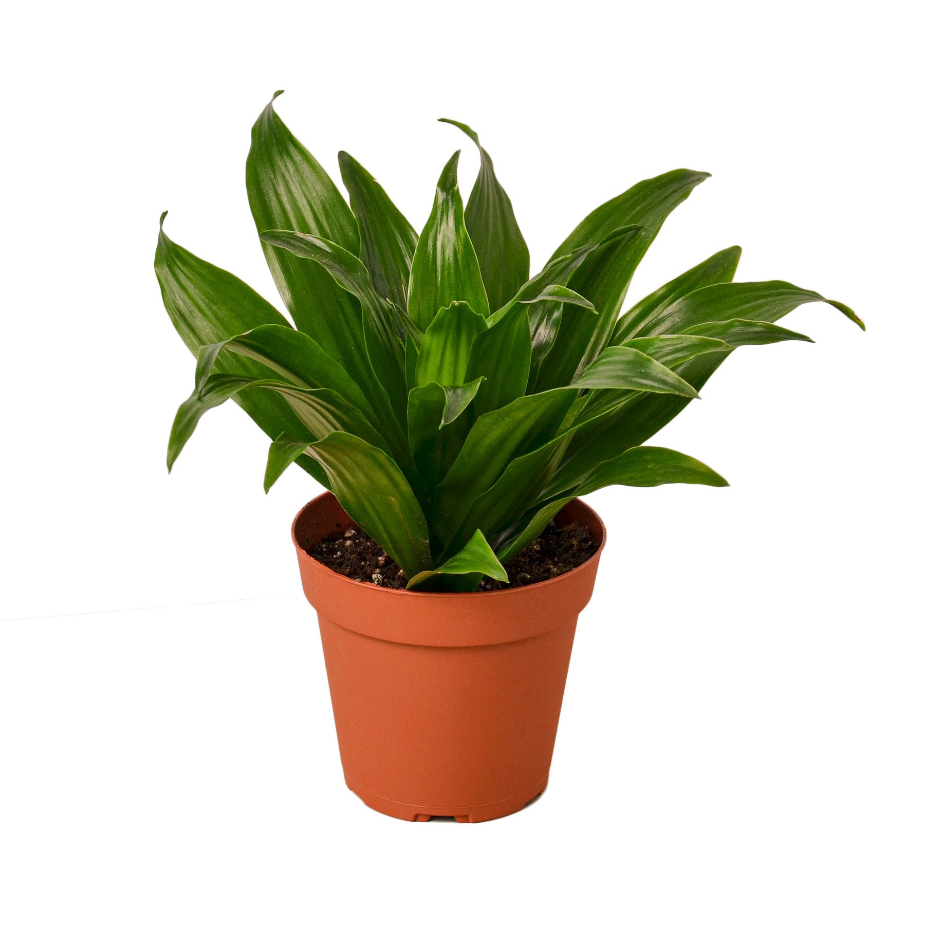A potted plant on a white background, showcasing the beauty of nature.